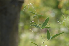 Galactia tenuiflora var. villosa